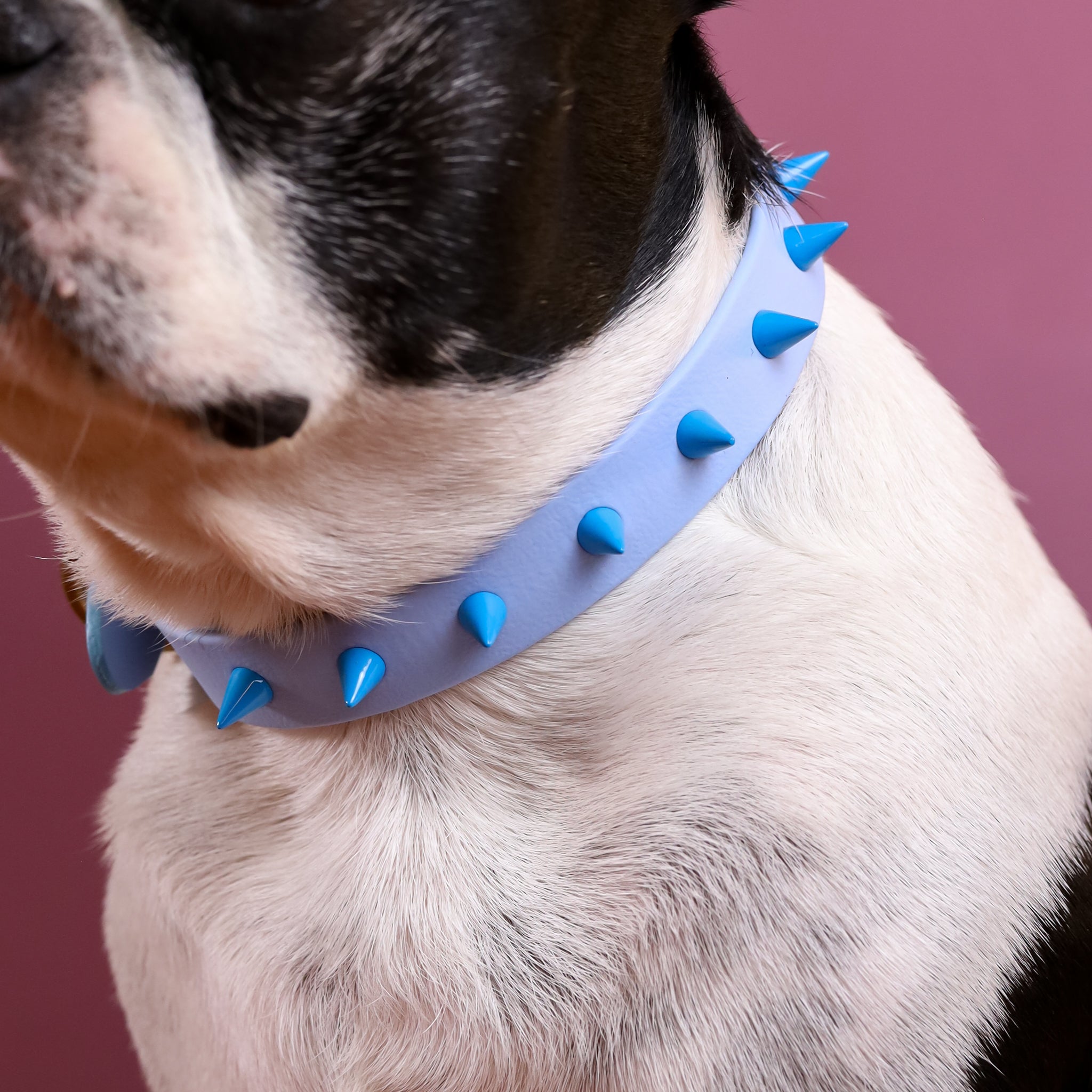 Biothane Spiked Dog Collar and Leash top set.