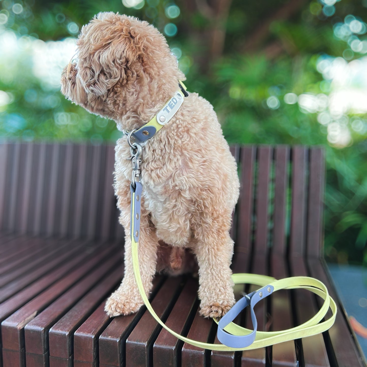 Adjustable collar with quick release buckle