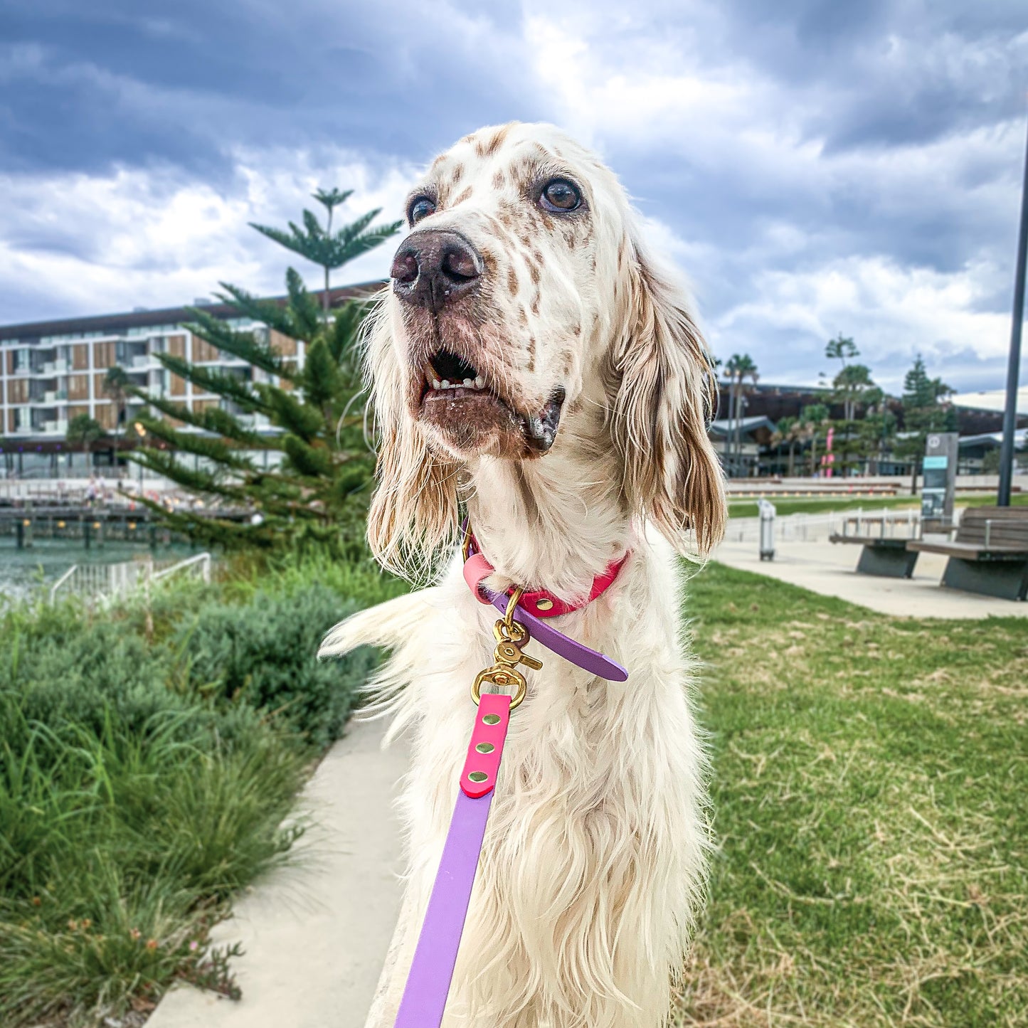 Design your own two toned leash